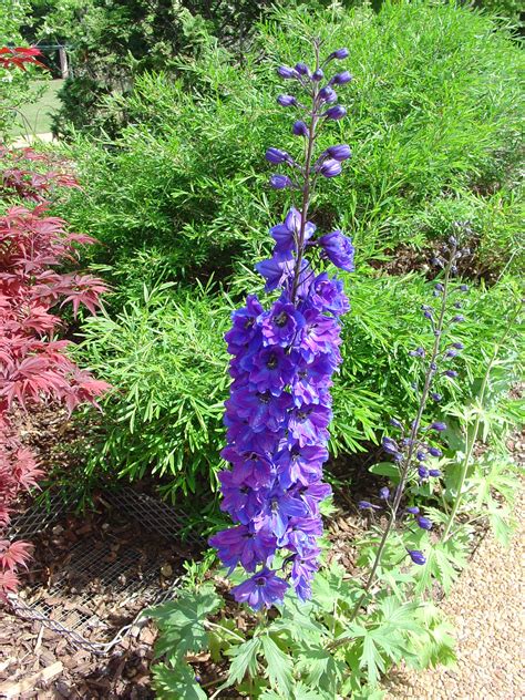 Delphiniums: The Key to Creating a Fairy Tale Garden in Magical Springs